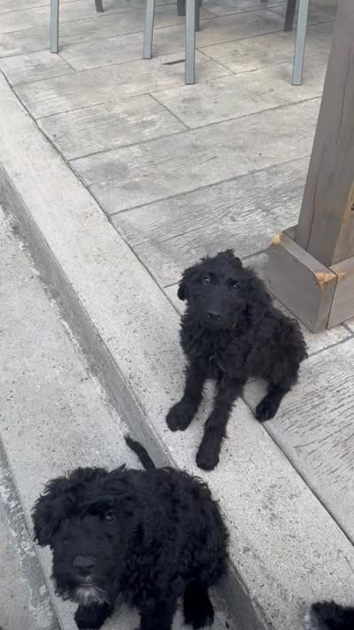 Yellow, a female Schnoodle for sale in Apison, TN – 2 of 2