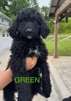 Green, a male Schnoodle for sale in Apison, TN – 1 of 1