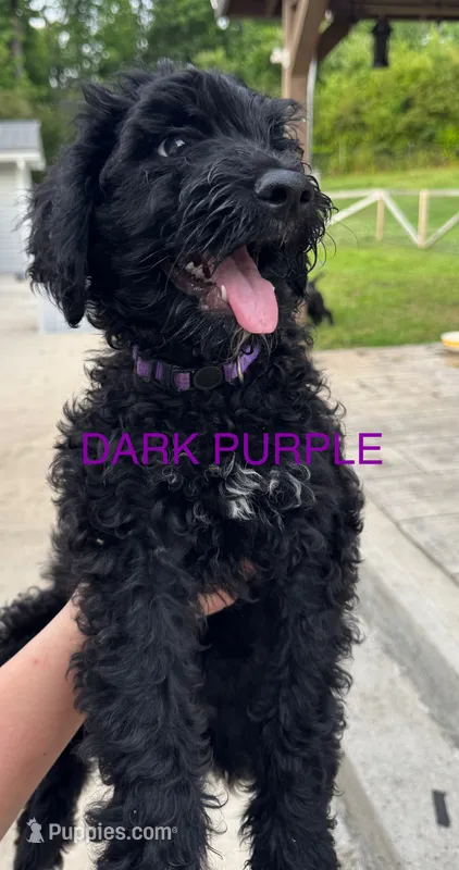 Dark Purple – Schnoodle puppy for sale in Apison, TN