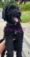 Dark Purple, a female Schnoodle for sale in Apison, TN – 1 of 1