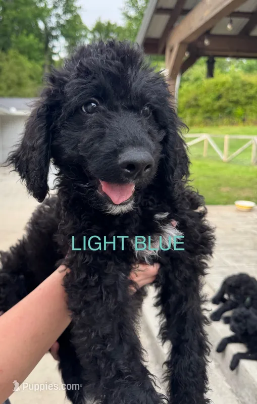 Light Blue – Schnoodle puppy for sale in Apison, TN