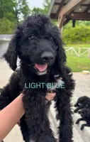 Light Blue, a male Schnoodle for sale in Apison, TN – 1 of 1