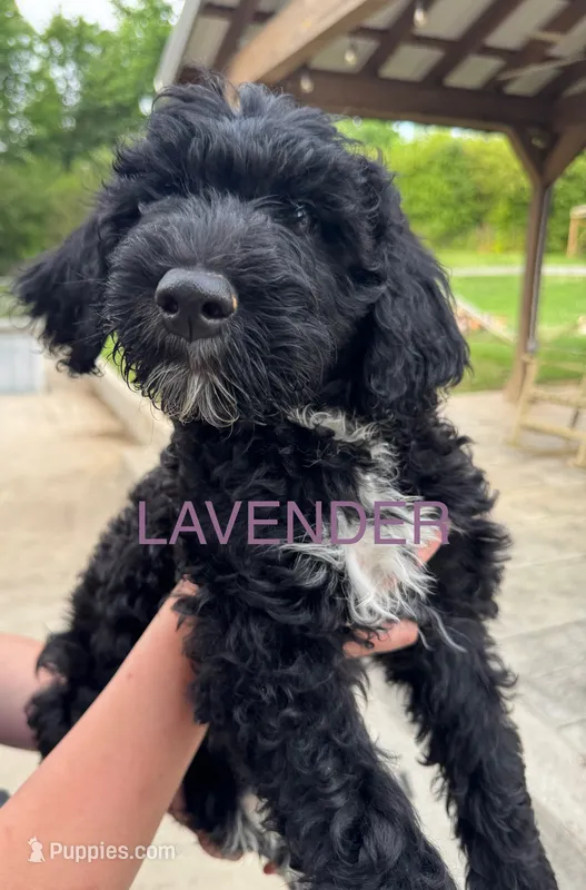 Lavender – Schnoodle puppy for sale in Apison, TN