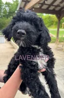 Lavender, a female Schnoodle for sale in Apison, TN – 1 of 1