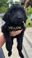 Yellow, a female Schnoodle for sale in Apison, TN – 1 of 1