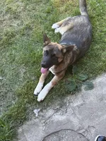 Melo, a male German Shepherd Dog and Akita for sale in Puyallup, WA – 2 of 4