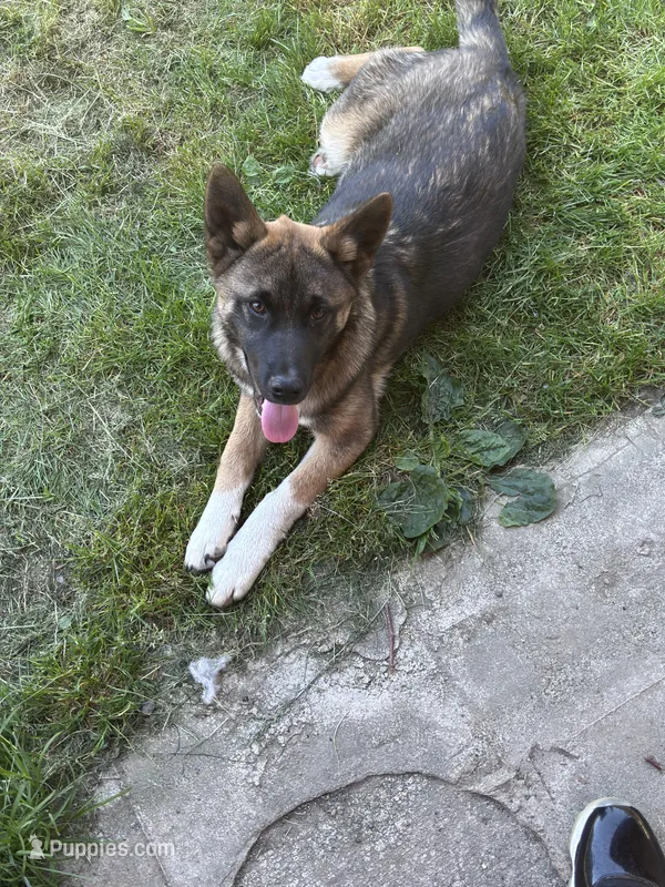 Melo – German Shepherd Dog, Akita puppy for sale in Puyallup, WA