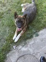 Melo, a male German Shepherd Dog and Akita for sale in Puyallup, WA – 1 of 4