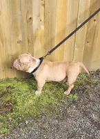 Peanut, a male American Bully for sale in Renton, WA – Photo 3 of 3