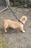 Peanut, a male American Bully for sale in Renton, WA – Photo 2 of 3