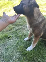 Melo, a male German Shepherd Dog and Akita for sale in Puyallup, WA – 4 of 4