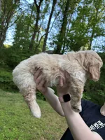 Milo, a male Cardigan Welsh Corgi and Labrador Retriever for sale in Suwanee, GA – Photo 5 of 5