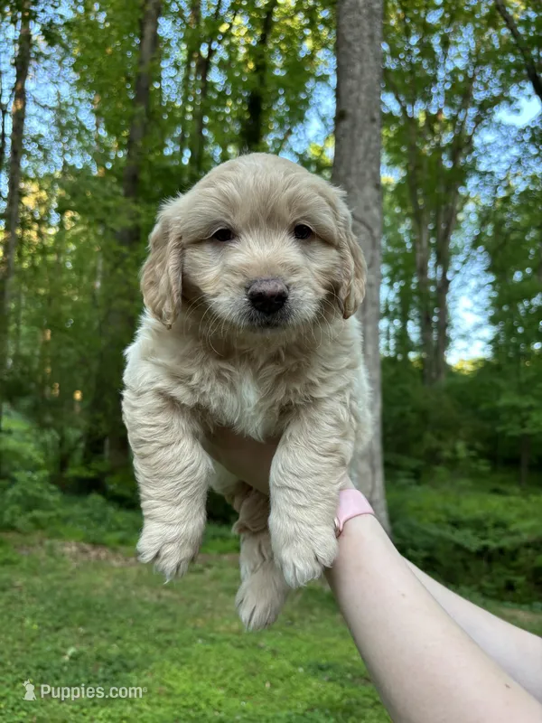Milo – Cardigan Welsh Corgi, Labrador Retriever puppy for sale in Suwanee, GA