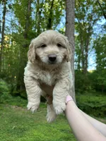 Milo, a male Cardigan Welsh Corgi and Labrador Retriever for sale in Suwanee, GA – Photo 4 of 5