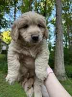 Milo, a male Cardigan Welsh Corgi and Labrador Retriever for sale in Suwanee, GA – Photo 3 of 5