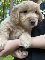 Milo, a male Cardigan Welsh Corgi and Labrador Retriever for sale in Suwanee, GA – Photo 2 of 5