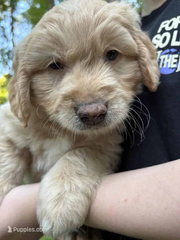 Milo – Cardigan Welsh Corgi, Labrador Retriever puppy for sale in Suwanee, GA