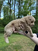 Teddy, a male Golden Retriever and Miniature Goldendoodle for sale in Suwanee, GA – Photo 6 of 6