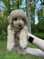 Teddy, a male Golden Retriever and Miniature Goldendoodle for sale in Suwanee, GA – Photo 1 of 6