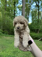 Teddy, a male Golden Retriever and Miniature Goldendoodle for sale in Suwanee, GA – Photo 5 of 6
