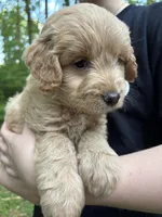 Teddy, a male Golden Retriever and Miniature Goldendoodle for sale in Suwanee, GA – Photo 3 of 6