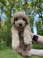 Teddy, a male Golden Retriever and Miniature Goldendoodle for sale in Suwanee, GA – Photo 2 of 6
