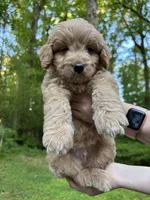 Teddy, a male Golden Retriever and Miniature Goldendoodle for sale in Suwanee, GA – Photo 4 of 6