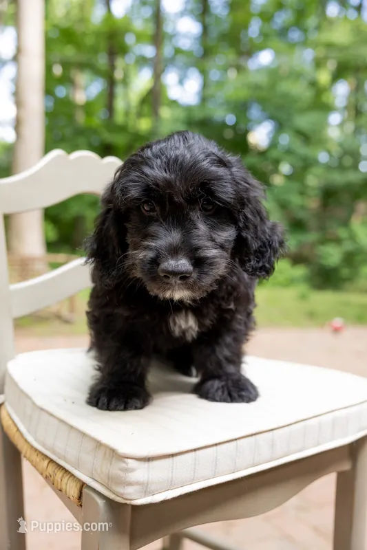 Lucky – Labrador Retriever, Miniature Goldendoodle puppy for sale in Suwanee, GA