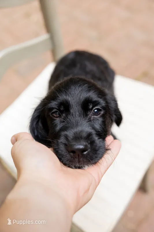 Kiara – Labrador Retriever, Miniature Goldendoodle puppy for sale in Suwanee, GA