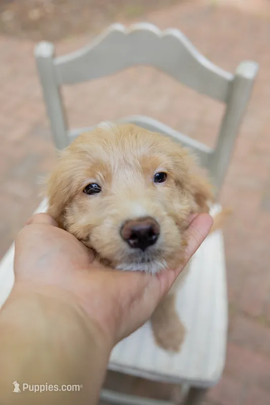Gigi – Labrador Retriever, Miniature Goldendoodle puppy for sale in Suwanee, GA