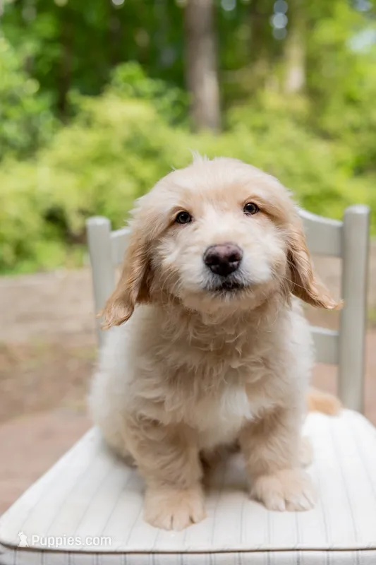 Milo – Labrador Retriever, Miniature Goldendoodle puppy for sale in Suwanee, GA