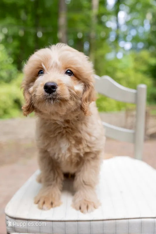 Teddy – Golden Retriever, Miniature Goldendoodle puppy for sale in Suwanee, GA
