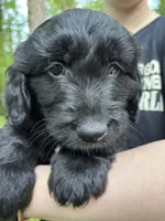 Lucky, a male Cardigan Welsh Corgi and Labrador Retriever for sale in Suwanee, GA – Photo 3 of 6