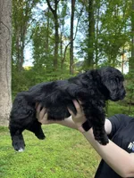 Lucky, a male Cardigan Welsh Corgi and Labrador Retriever for sale in Suwanee, GA – Photo 6 of 6