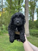 Lucky, a male Cardigan Welsh Corgi and Labrador Retriever for sale in Suwanee, GA – Photo 4 of 6