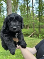 Lucky, a male Cardigan Welsh Corgi and Labrador Retriever for sale in Suwanee, GA – Photo 2 of 6