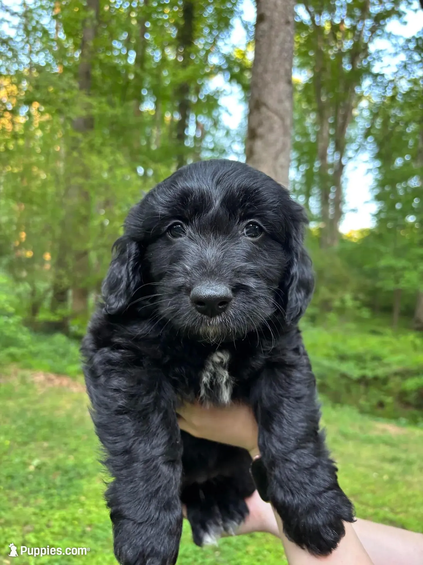 Lucky, a male Cardigan Welsh Corgi and Labrador Retriever for sale in Suwanee, GA – Photo 1 of 6