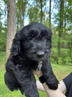 Lucky, a male Cardigan Welsh Corgi and Labrador Retriever for sale in Suwanee, GA – Photo 5 of 6