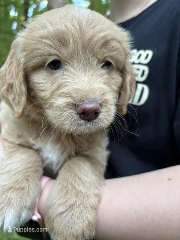 Gigi – Cardigan Welsh Corgi, Labrador Retriever puppy for sale in Suwanee, GA