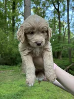 Gigi, a female Cardigan Welsh Corgi and Labrador Retriever for sale in Suwanee, GA – Photo 4 of 6