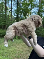 Gigi, a female Cardigan Welsh Corgi and Labrador Retriever for sale in Suwanee, GA – Photo 6 of 6