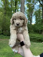 Gigi, a female Cardigan Welsh Corgi and Labrador Retriever for sale in Suwanee, GA – Photo 3 of 6