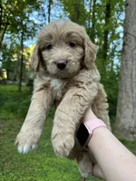 Gigi, a female Cardigan Welsh Corgi and Labrador Retriever for sale in Suwanee, GA – Photo 5 of 6