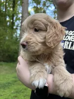 Gigi, a female Cardigan Welsh Corgi and Labrador Retriever for sale in Suwanee, GA – Photo 2 of 6