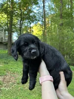 Kiara, a female Cardigan Welsh Corgi and Labrador Retriever for sale in Suwanee, GA – Photo 3 of 3