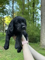 Kiara, a female Cardigan Welsh Corgi and Labrador Retriever for sale in Suwanee, GA – Photo 2 of 3