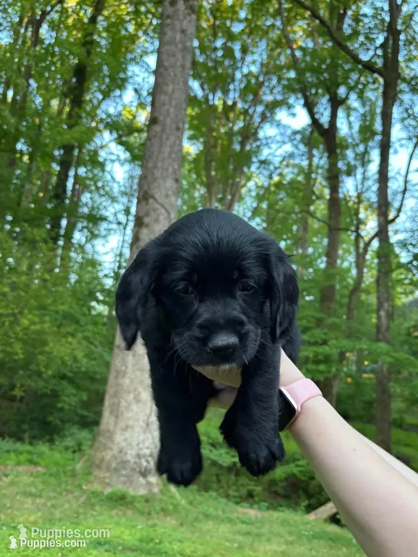 Kiara – Cardigan Welsh Corgi, Labrador Retriever puppy for sale in Suwanee, GA