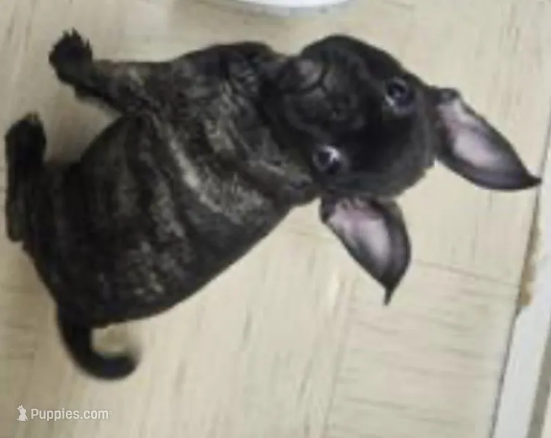 Williow frenchie – French Bulldog puppy for sale in Temple, TX
