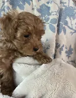 Annie’s Fushia Girl, a female Poodle - Miniature  for sale in Gadsden, AL – Photo 2 of 4