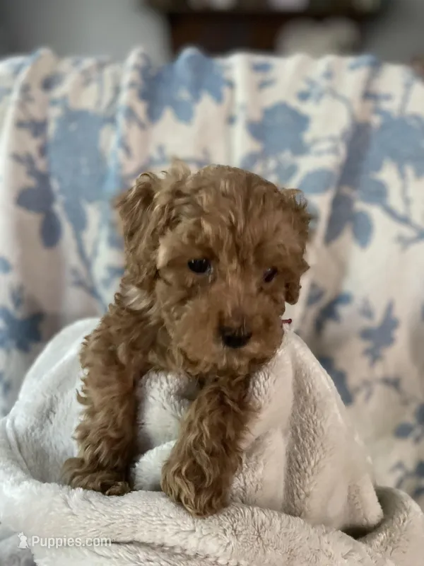 Annie’s Fushia Girl – Poodle - Miniature  puppy for sale in Gadsden, AL